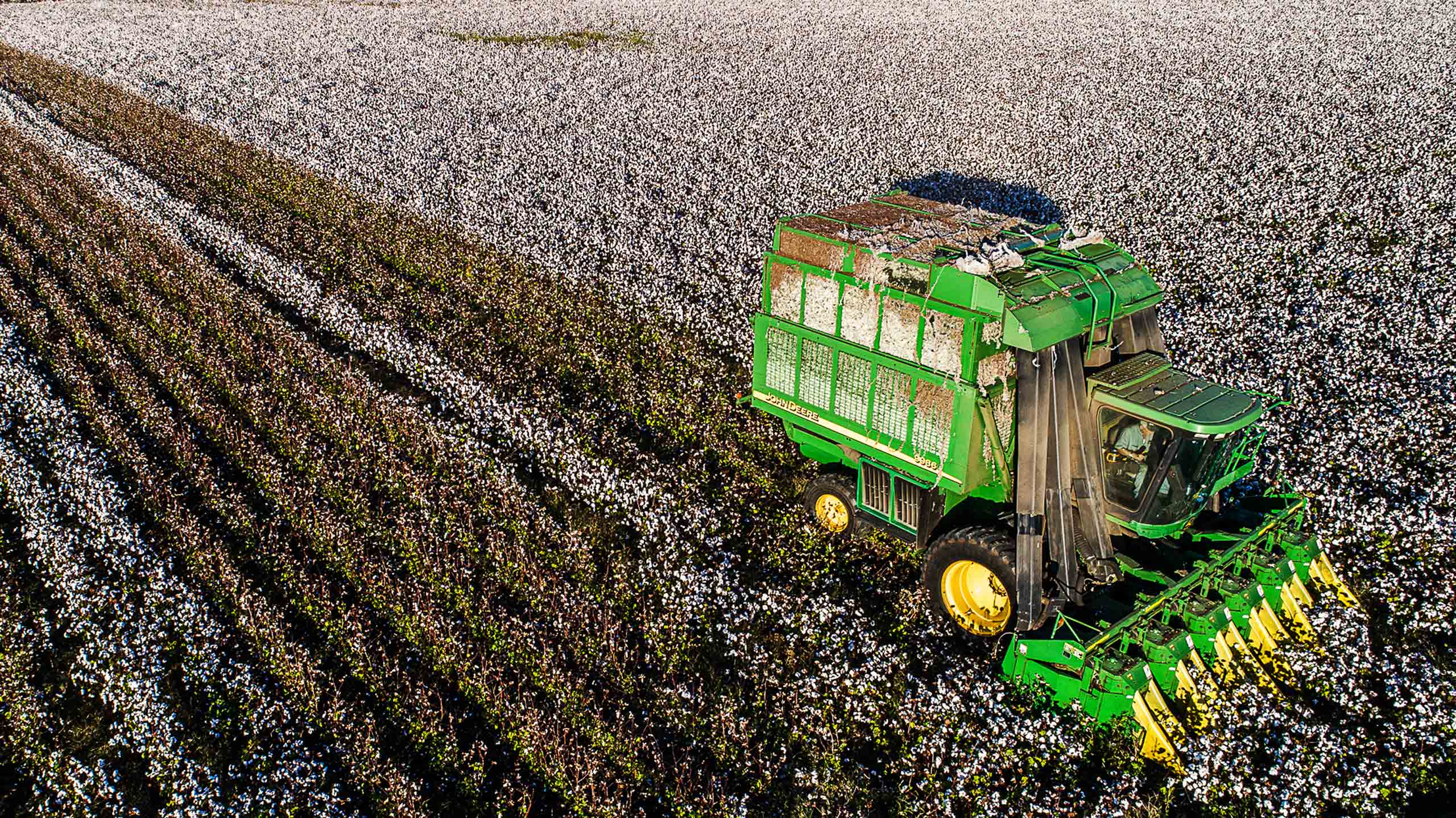 cotton-picking-harvest-allen