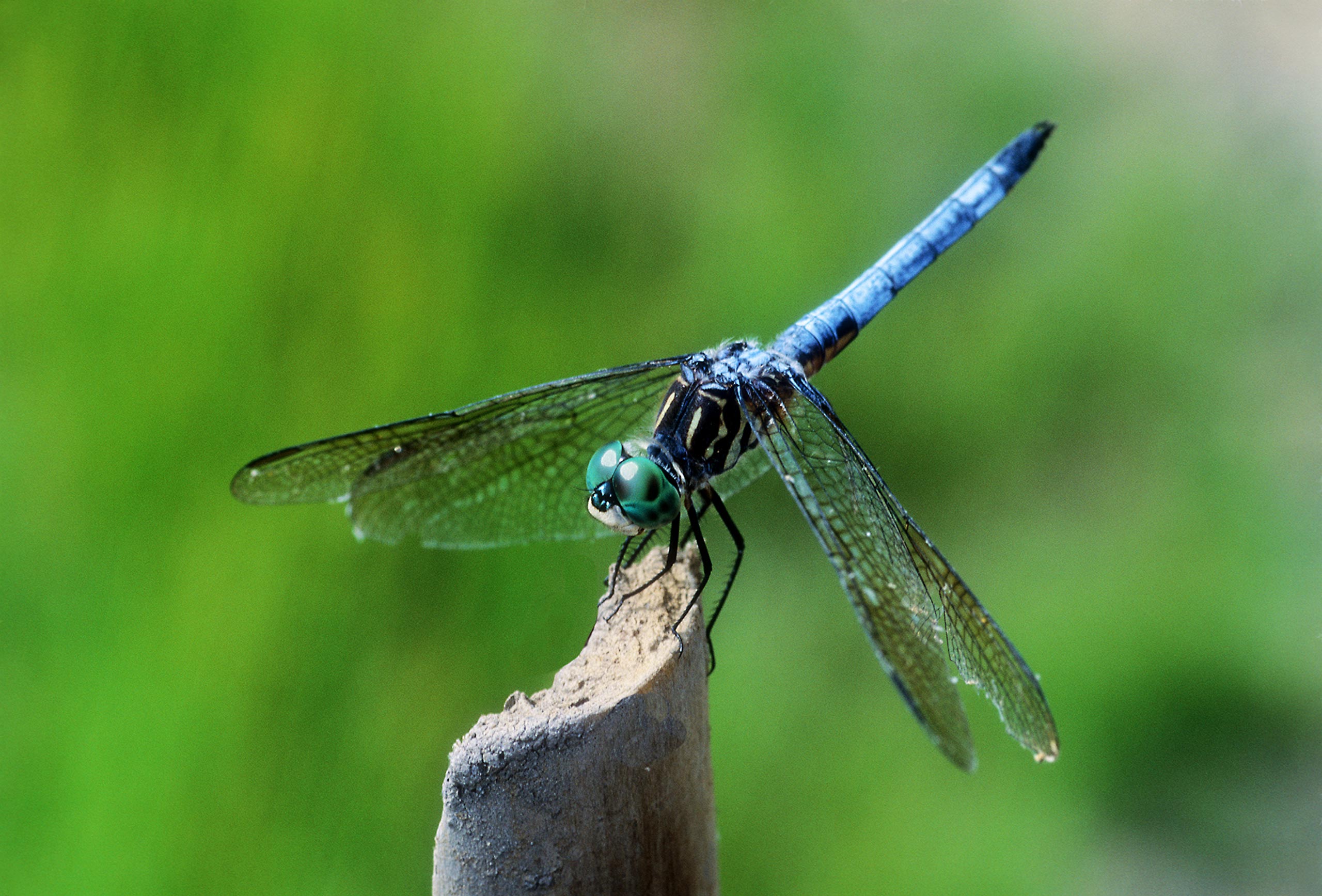 dragonfly-swamp