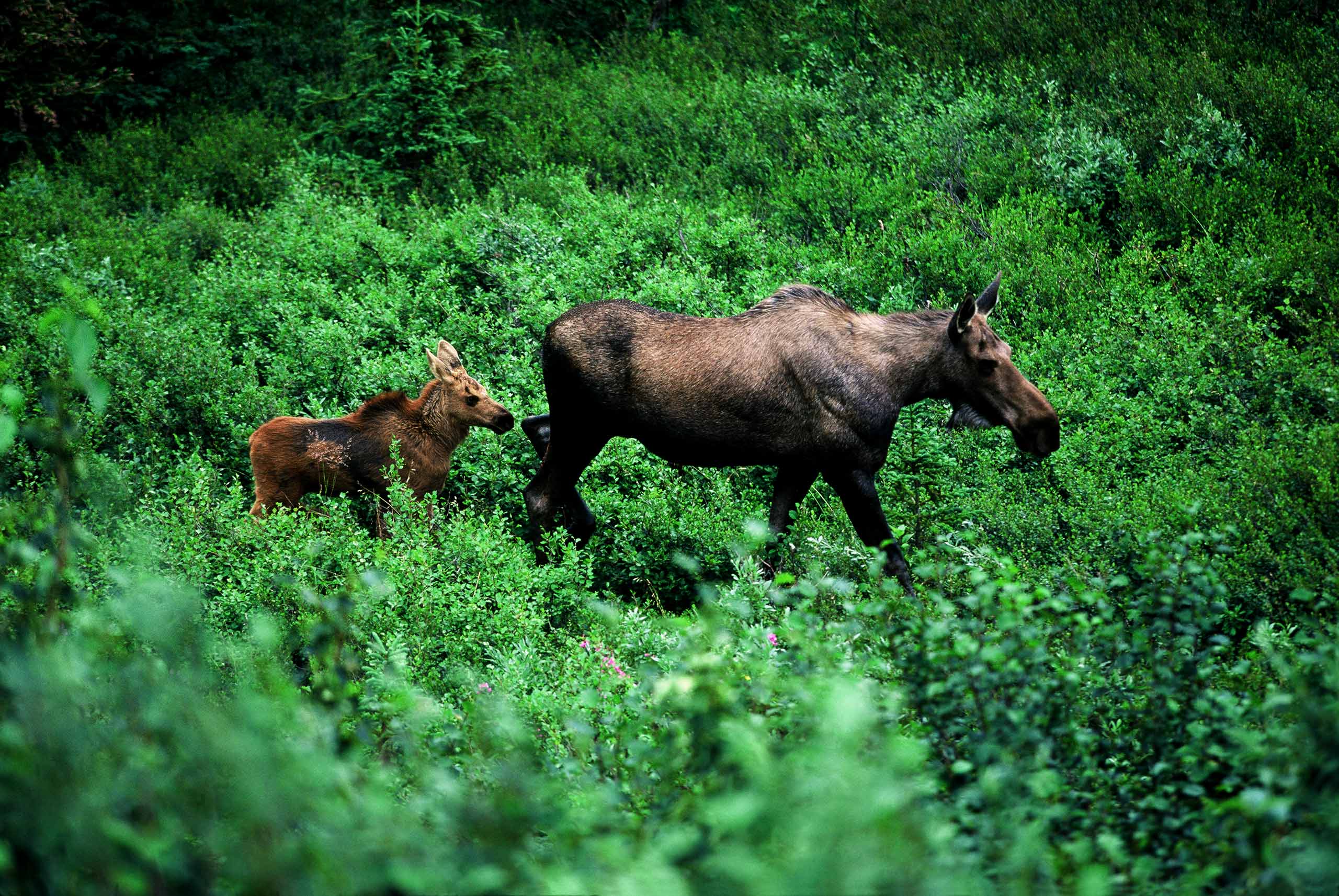 moose mother and child denali alaska