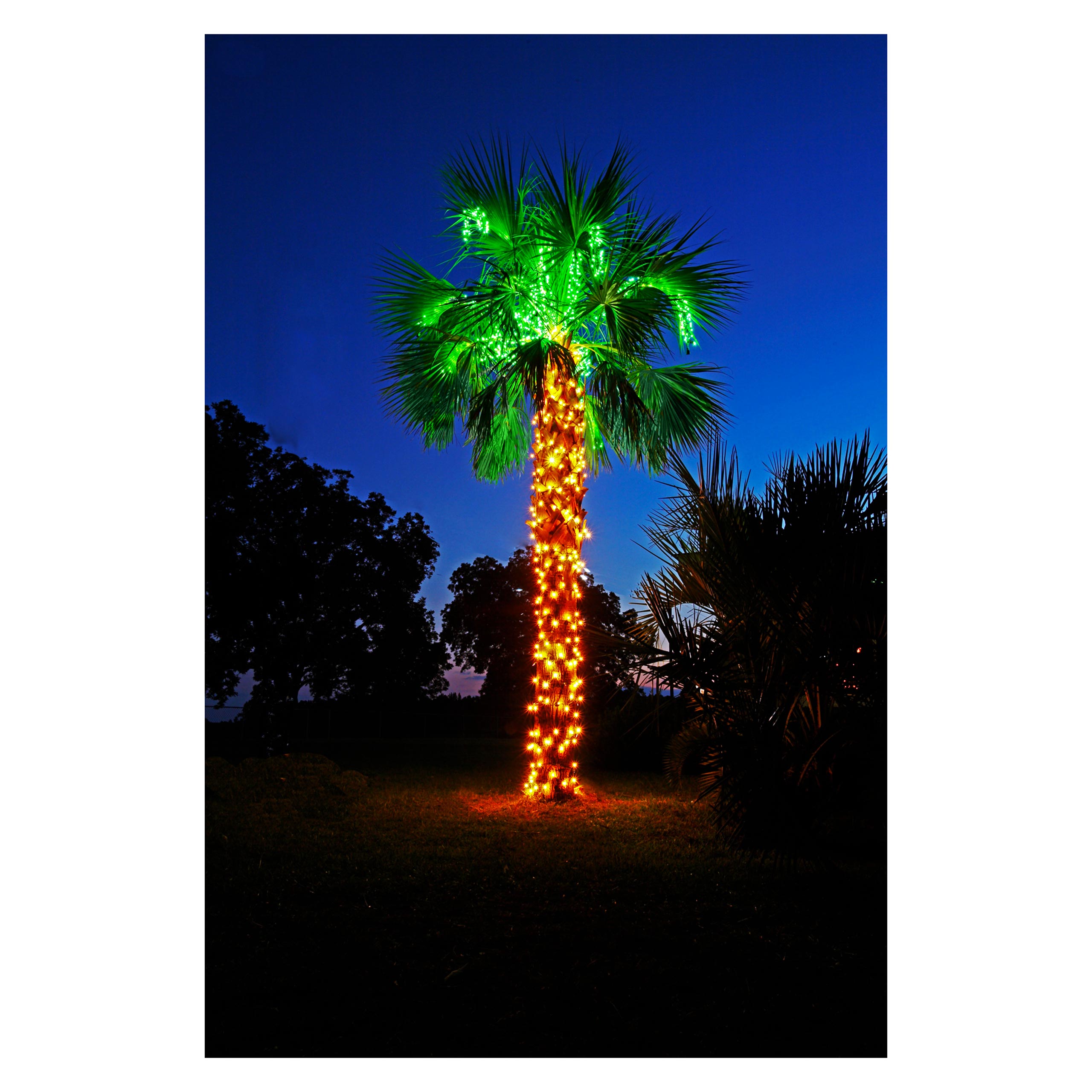 palmetto-christmas-tree-allen