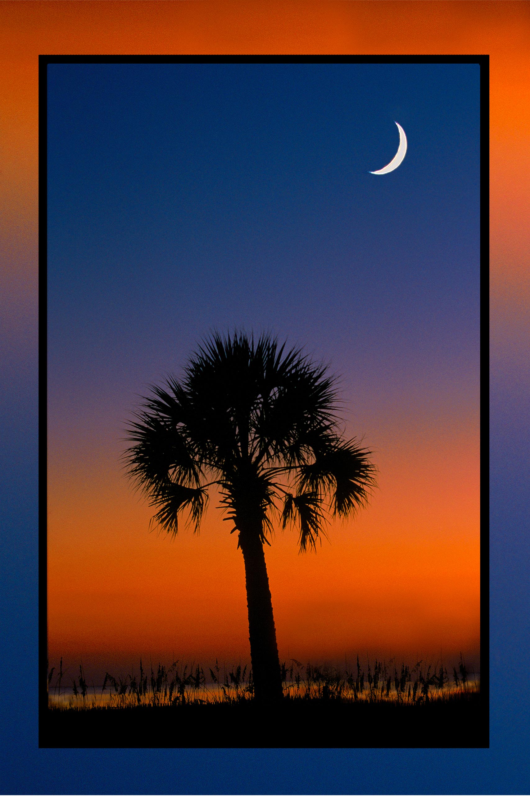 palmetto moon palmetto tree sunset fine art print